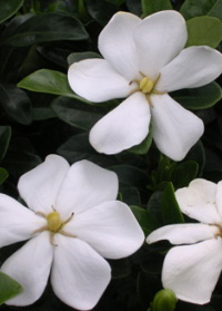 Gardenia 'Kleims Hardy'